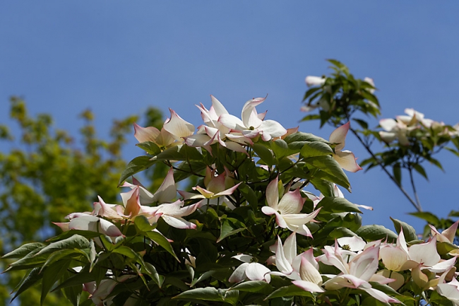 Jardin des Impressionnistes-MAI14-009